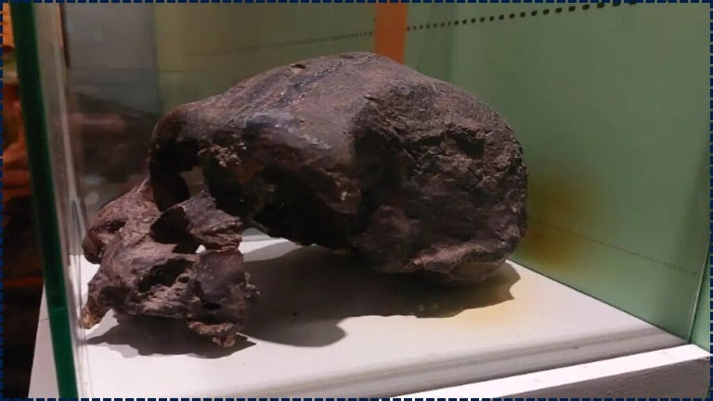Underwater Discovery in Indonesia Reveals 140,000-Year-Old Homo Erectus Fossils 1 140,000-Year-Old Homo Erectus Fossils
