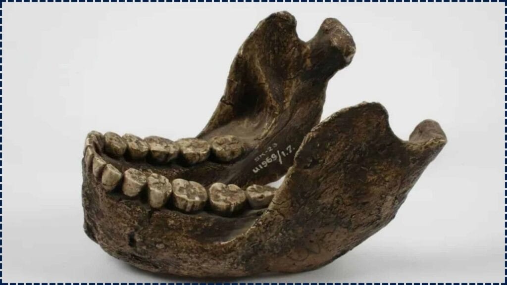 2.2 Million-Year-Old Teeth Found in South Africa Uncover Stunning Secrets of Early Human Relatives 1 2.2 Million-Year-Old Teeth Found in South Africa
