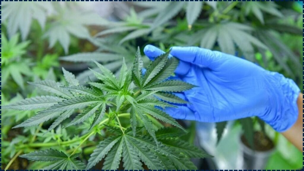 Cannabis Use Linked to Higher Health Risks — Check What New Study Reveals About Smoking and Edibles 1 Cannabis Use Linked to Higher Health Risks