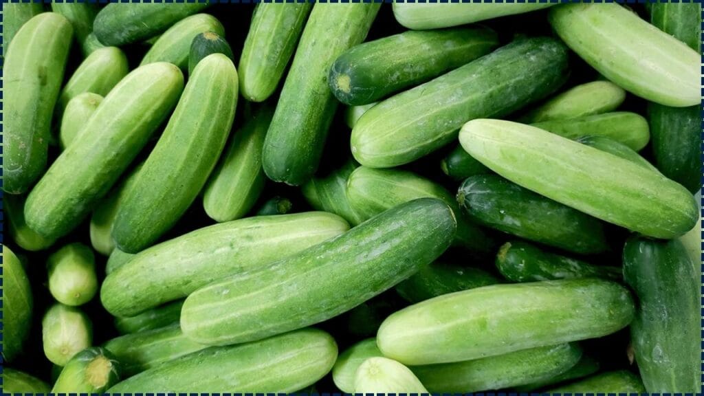 Cucumber Recall Sparks Salmonella Outbreak Across 18 U.S. States—Dozens Sickened 1 Cucumber Recall Sparks Salmonella Outbreak