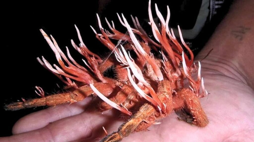 Researchers Warn of Fungi That Can 'Eat You From the Inside Out' Spreading in New Regions 1 Researchers Warn of Fungi