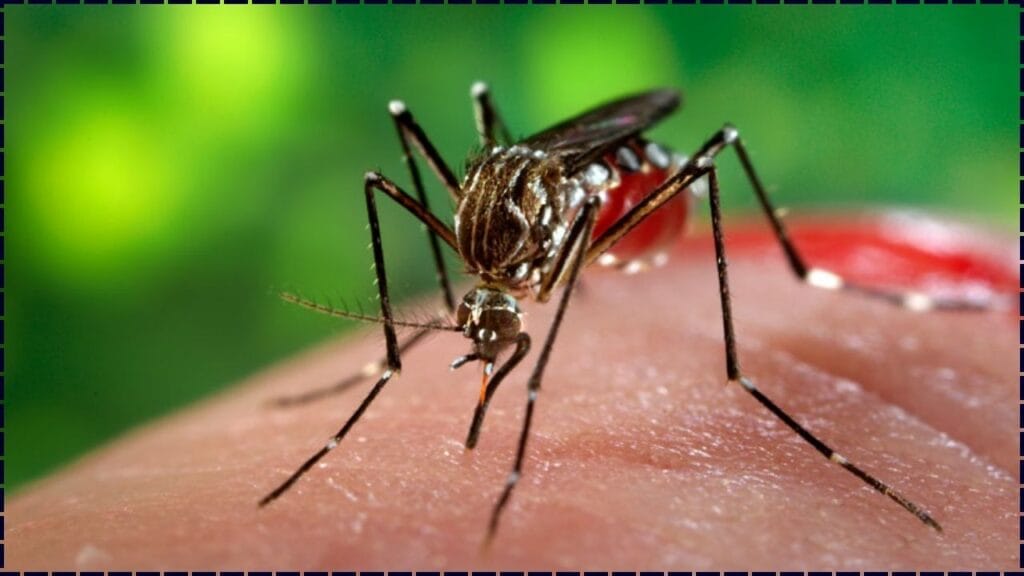 Zika Virus Reappears After 6 Years in Major U.S. Tourist Destination — Check Where Cases Have Been Reported 1 Zika Virus Reappears After 6 Years in Major U.S. Tourist Destination