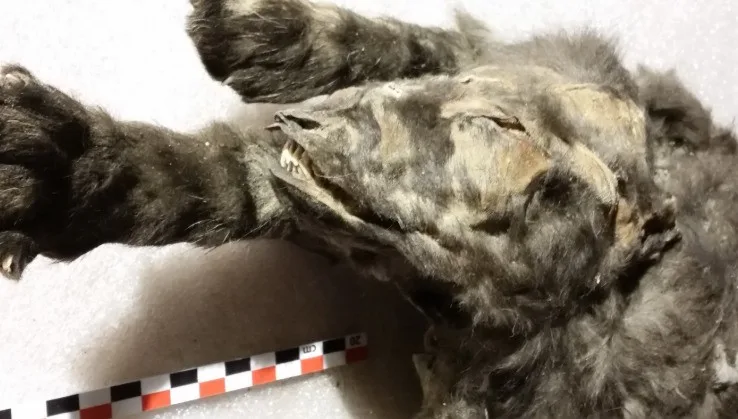 14,000-Year-Old Mummified Puppies Were Not Dogs at All According to Shocking New Discovery 2 14,000-Year-Old Mummified Puppies