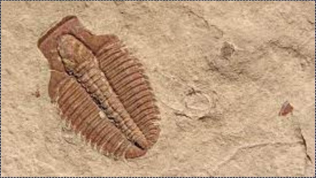 Beachgoer Discovers Fossil Believed to Be Millions of Years Old, Now Under Scientific Study 1 Beachgoer Discovers Fossil Believed to Be Millions of Years Old