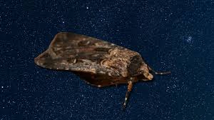 Scientists Discover Bogong Moths Navigate Using Stars, Similar to Birds and Ancient Mariners 2 Bogong Moths Navigate