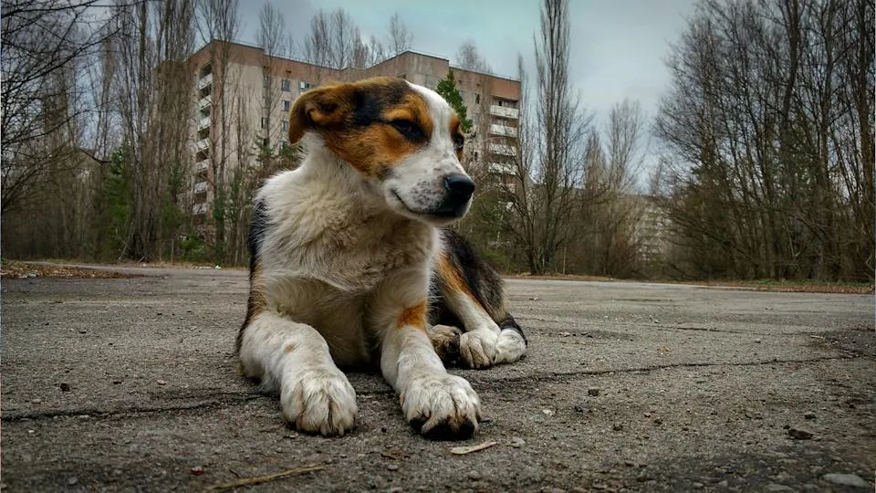 Dogs of Chernobyl Are Evolving Faster Than Anyone Expected, Shocking Scientists 2 Dogs of Chernoby