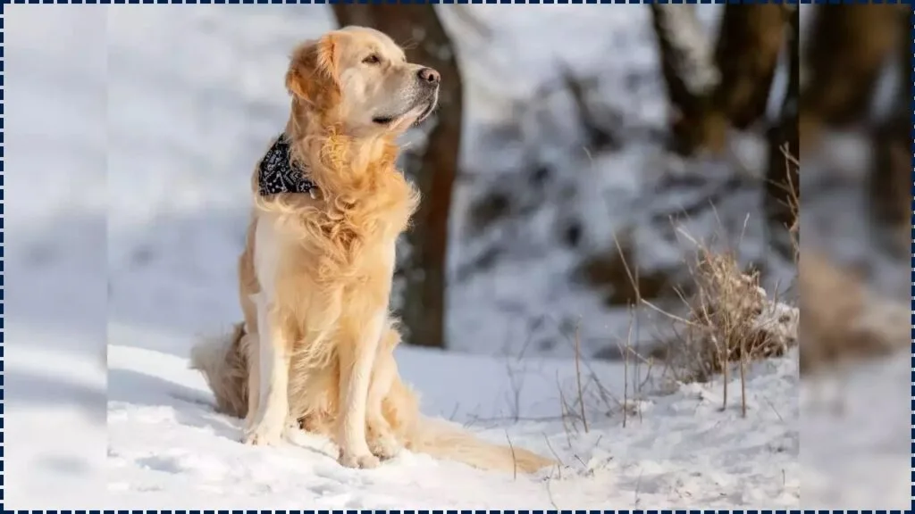 Dogs of Chernobyl Are Evolving Faster Than Anyone Expected, Shocking Scientists 1 Dogs of Chernobyl Are Evolving Faster