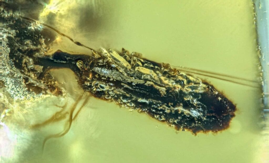 Fossil Shows Fungus Emerging From Insects Preserved 99 Million Years Ago 2 Fossil Shows Fungus Emerging