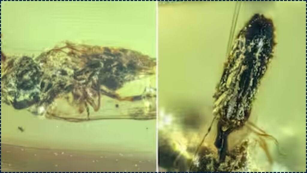 Fossil Shows Fungus Emerging From Insects Preserved 99 Million Years Ago 1 Fossil Shows Fungus Emerging From Insects