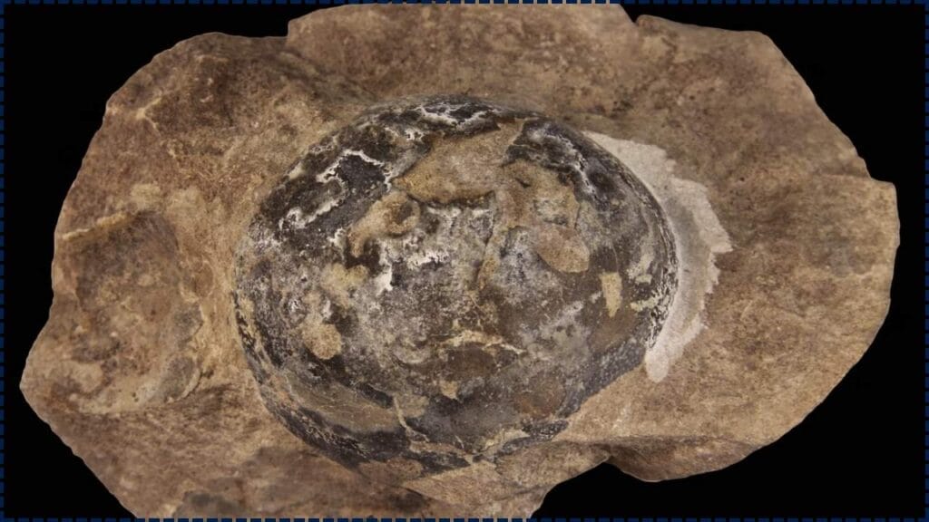 Giant Egg Buried for 68 Million Years Found in Antarctica – Check How It’s Shaping Prehistoric Science 1 Giant Egg Buried for 68 Million Years Found in Antarctica