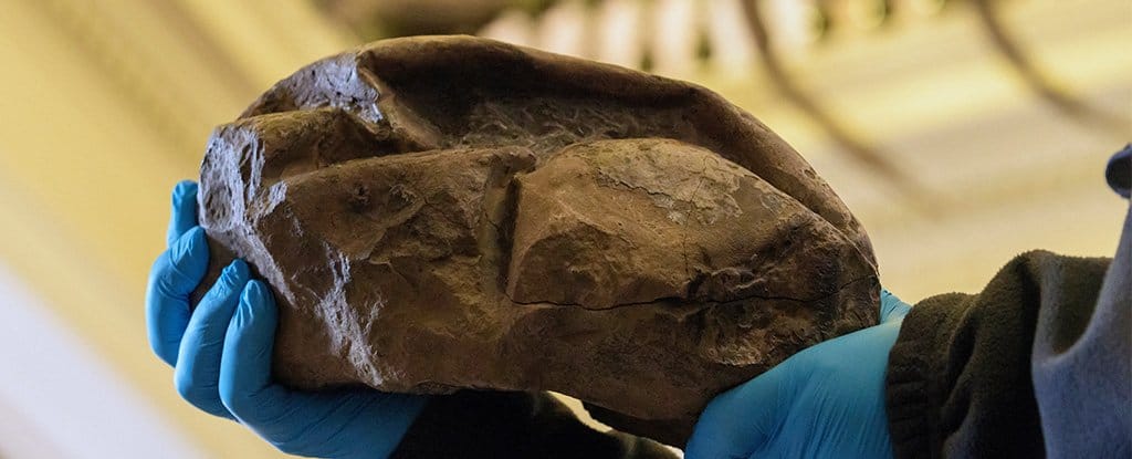Giant Egg Buried for 68 Million Years Found in Antarctica – Check How It’s Shaping Prehistoric Science 2 Giant Egg Buried for 68 Million Years