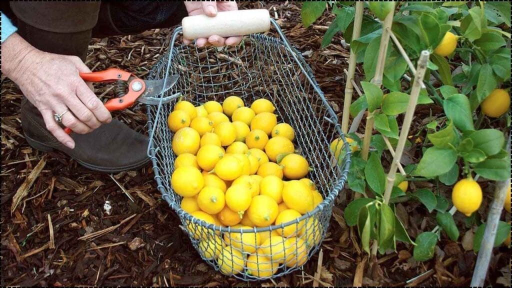 Grow Lemons, Apples, and Figs Indoors—Gardener Shares Container Gardening Secrets 1 Grow Lemons, Apples, and Figs Indoors