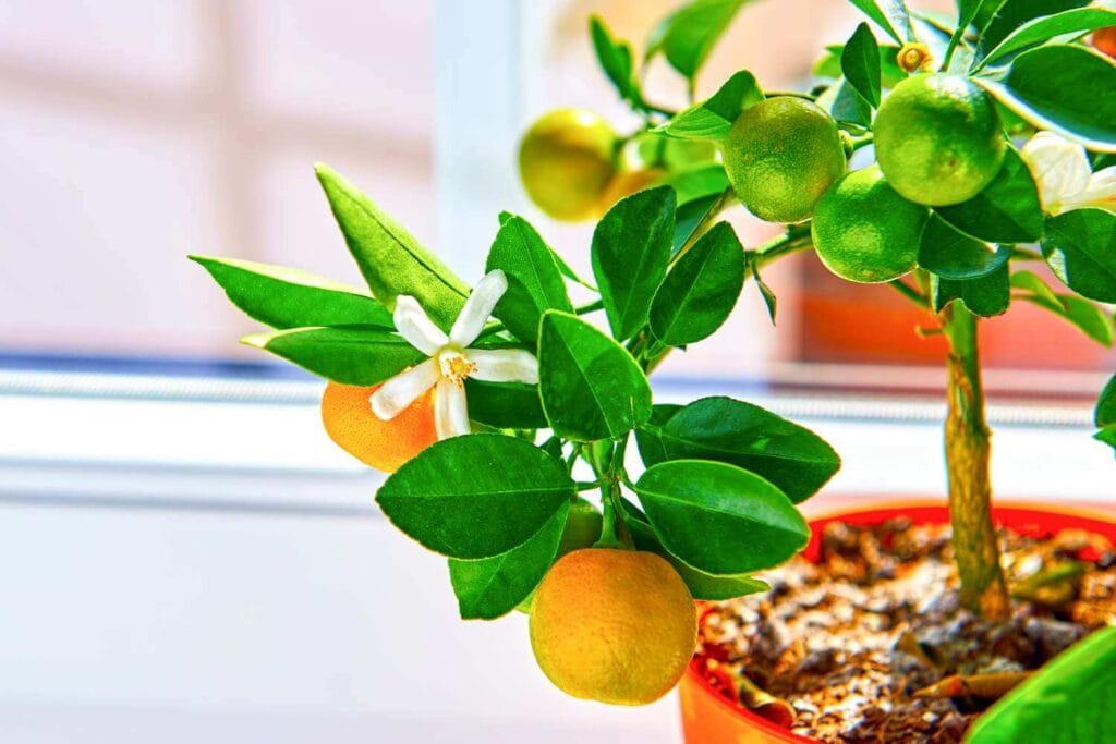 Grow Lemons, Apples, and Figs Indoors—Gardener Shares Container Gardening Secrets 2 Grow Lemons Indoors