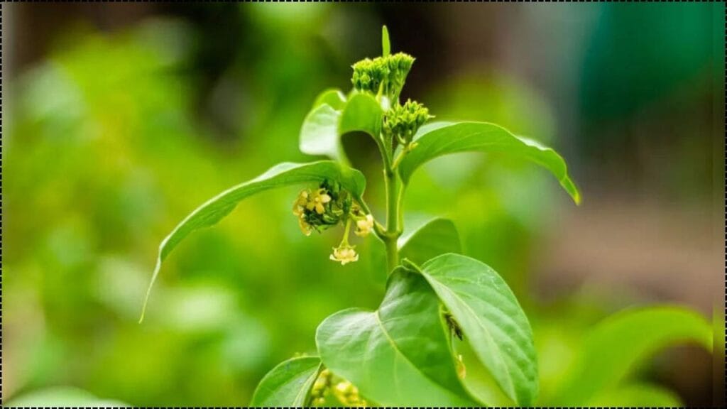 Gurmar Also Known As The Sugar Killer Plant May Help Naturally Suppress Sweet Cravings And Manage Blood Sugar 1 Gurmar Also Known As The Sugar Killer Plant May Help