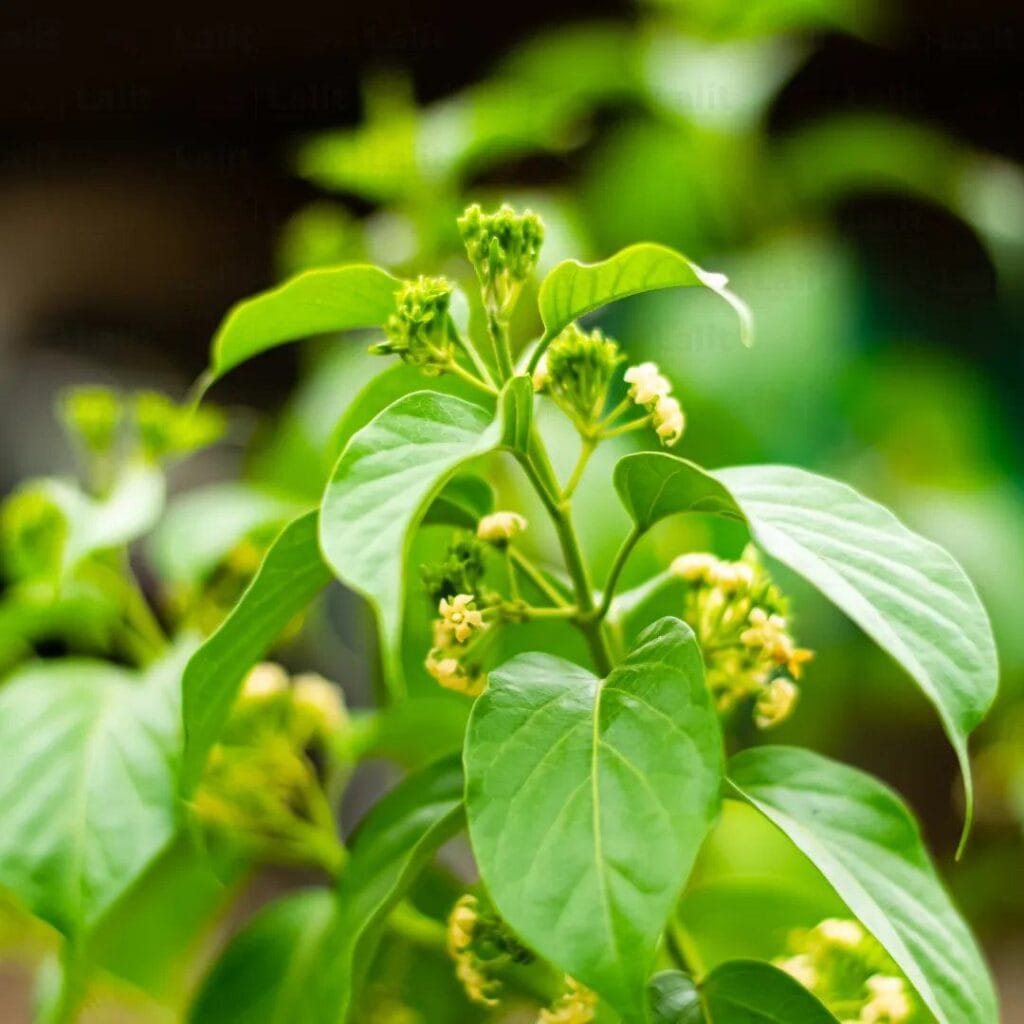 Gurmar Also Known As The Sugar Killer Plant May Help Naturally Suppress Sweet Cravings And Manage Blood Sugar 2 Gurmar Sugar Killer Plant