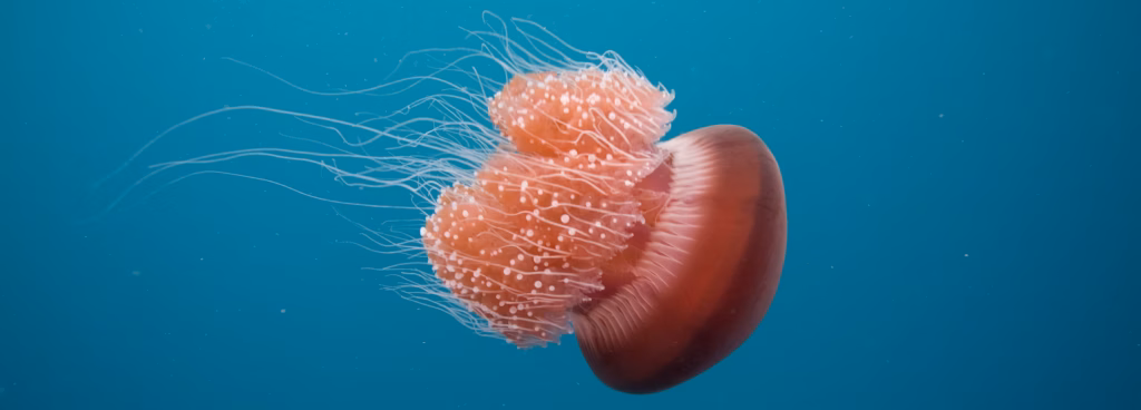 Neither Shark Nor Jellyfish – Divers Uncover a Bizarre Sea Creature With a Name You Won’t Believe 2 Jellyfish