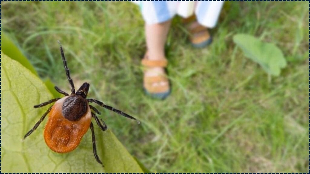 Keep Ticks Out of Your Lawn and Garden With This Proven Strategy Experts Swear By 1 Keep Ticks Out of Your Lawn and Garden