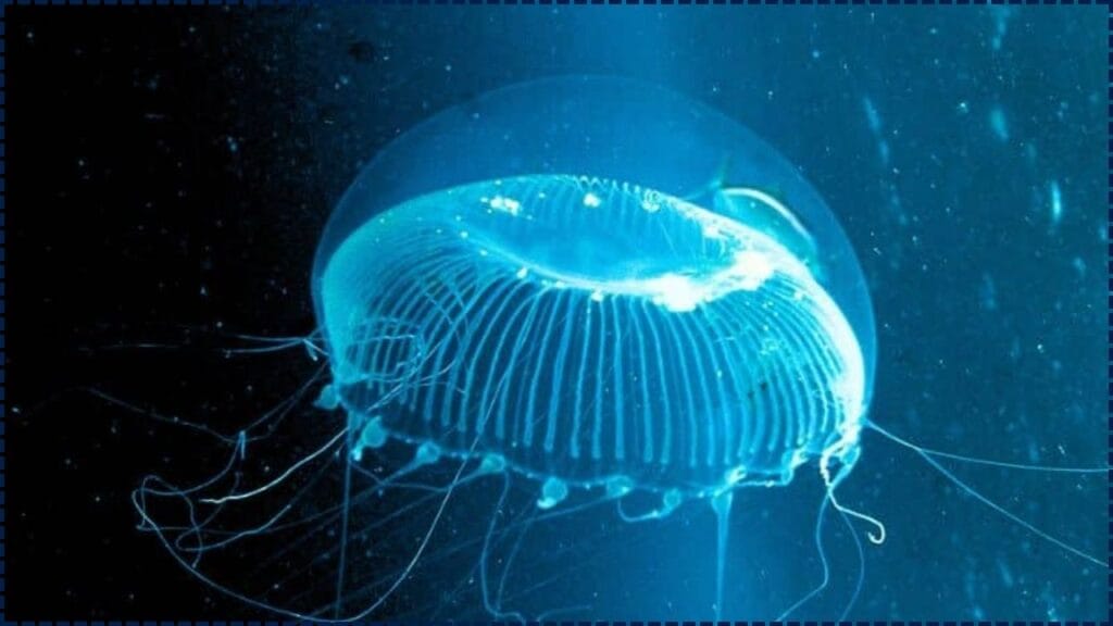 Neither Shark Nor Jellyfish – Divers Uncover a Bizarre Sea Creature With a Name You Won’t Believe 1 Neither Shark Nor Jellyfish