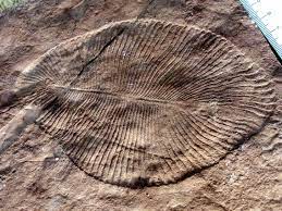 Rock From 100 Million Years Ago Contains 40 Previously Unknown Squid Species 2 Rock