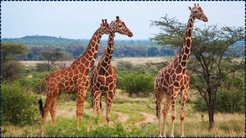 Seven of the World’s Tallest Animals and the Scientific Reason Their Height Is So Important 1 Seven of the World’s Tallest Animals