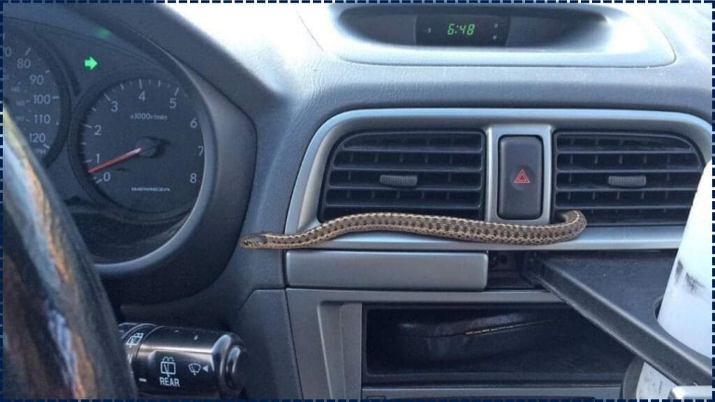 Snake Found Inside Car AC—The Automaker's Response Stunned Everyone 1 Snake Found Inside Car AC