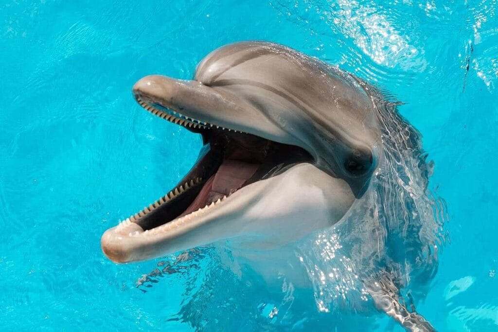 Stranded Dolphins in Hawaii Test Positive for Human-Borne Bacteria—Health Experts Alarmed 2 Stranded Dolphins