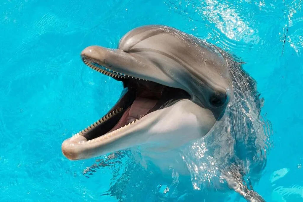 Stranded Dolphins in Hawaii Test Positive for Human-Borne Bacteria—Health Experts Alarmed 2 Stranded Dolphins