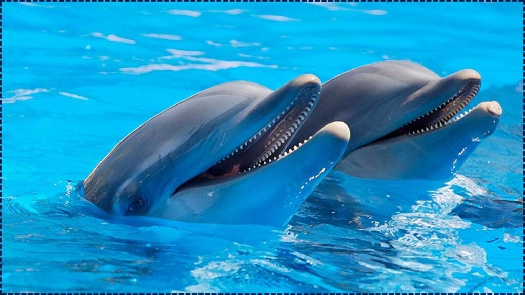 Stranded Dolphins in Hawaii Test Positive for Human-Borne Bacteria—Health Experts Alarmed 1 Stranded Dolphins in Hawaii Test Positive