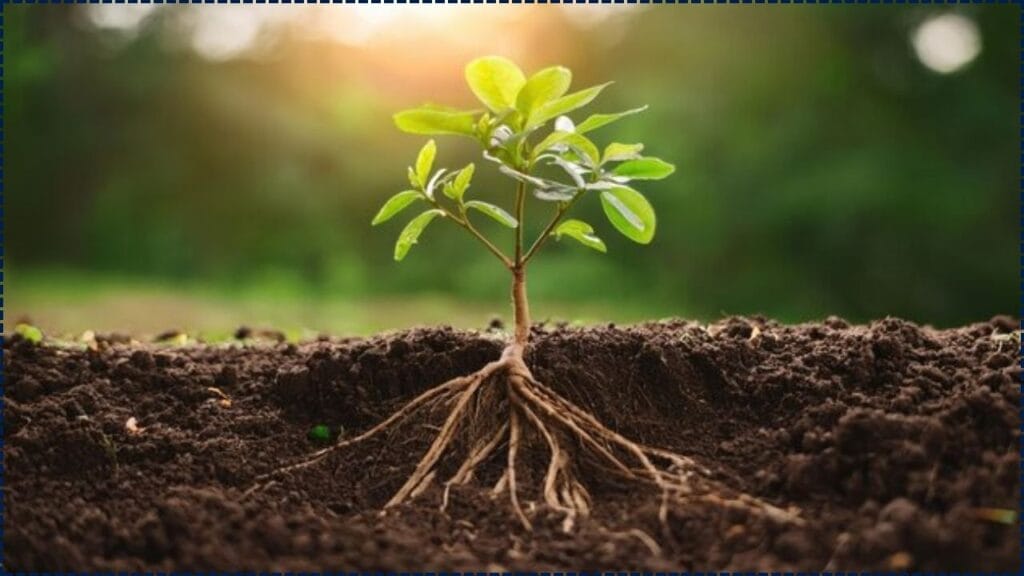 Study Finds Underground Plant Roots Store More Carbon Than Previously Known 1 Study Finds Underground Plant Roots Store More Carbon