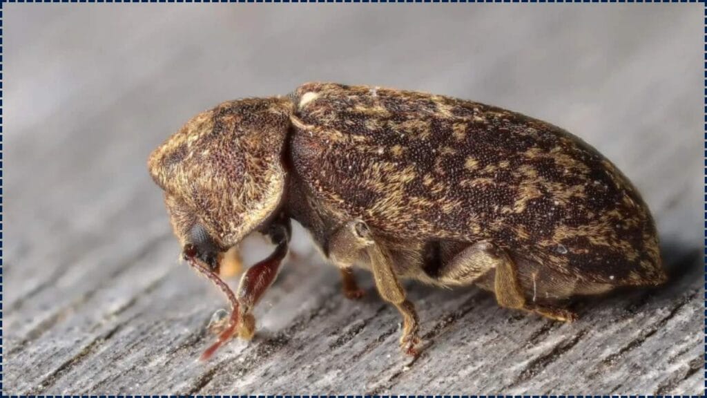 No Cockroaches or Ants – This Quiet Insect’s Presence Means Big Trouble in Your Home 1 This Quiet Insect’s Presence Means Big Trouble