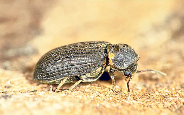 No Cockroaches or Ants – This Quiet Insect’s Presence Means Big Trouble in Your Home 2 This Quiet Insect’s
