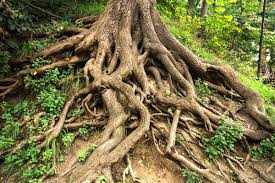 Study Finds Underground Plant Roots Store More Carbon Than Previously Known 2 Underground Plant Roots