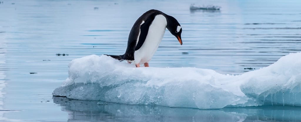 Antarctica’s Sea Ice Is Melting Faster Than Ever, Alarming Experts 2 Antarctica’s Sea Ice