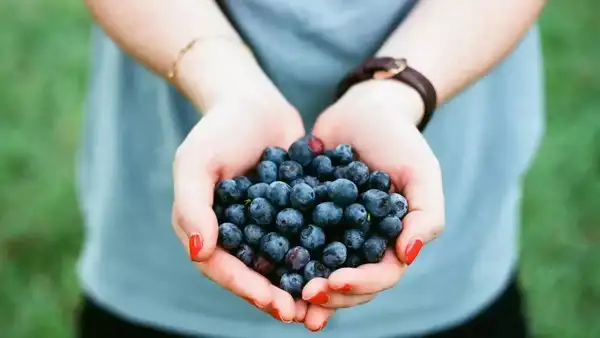 FDA Confirms Listeria Contamination in Blueberries, Triggers Major Recall Alert 2 Contamination in Blueberries