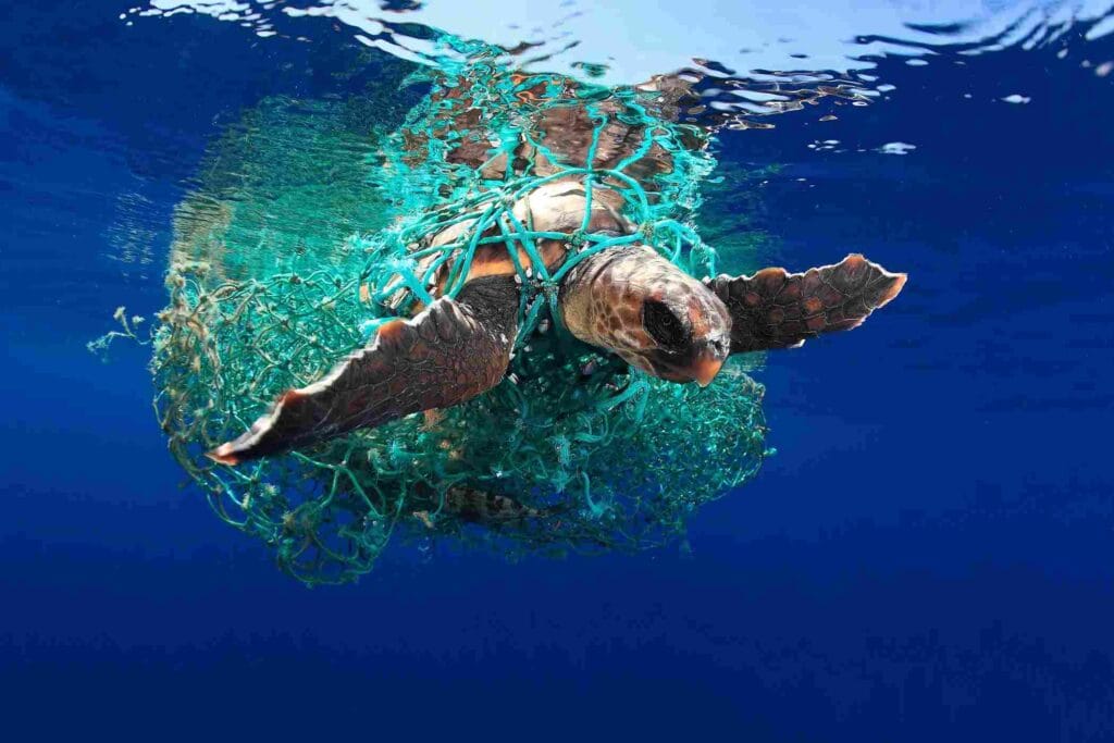 Diver Spots Giant Sea Turtle Trapped on Ocean Floor and Rushes to Help 2 Diver Spots Giant Sea
