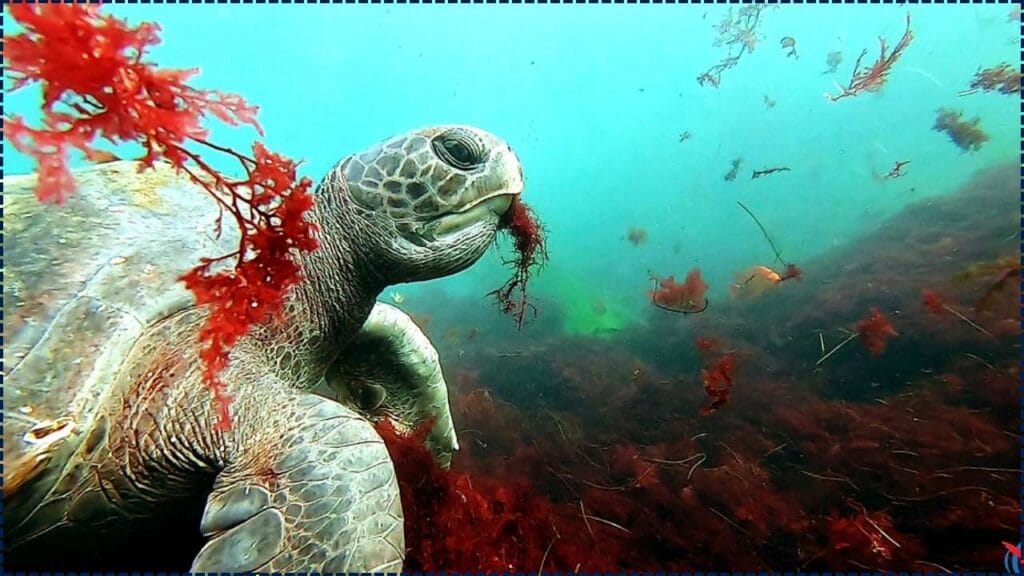 Diver Spots Giant Sea Turtle Trapped on Ocean Floor and Rushes to Help 1 Diver Spots Giant Sea Turtle Trapped on Ocean Floor
