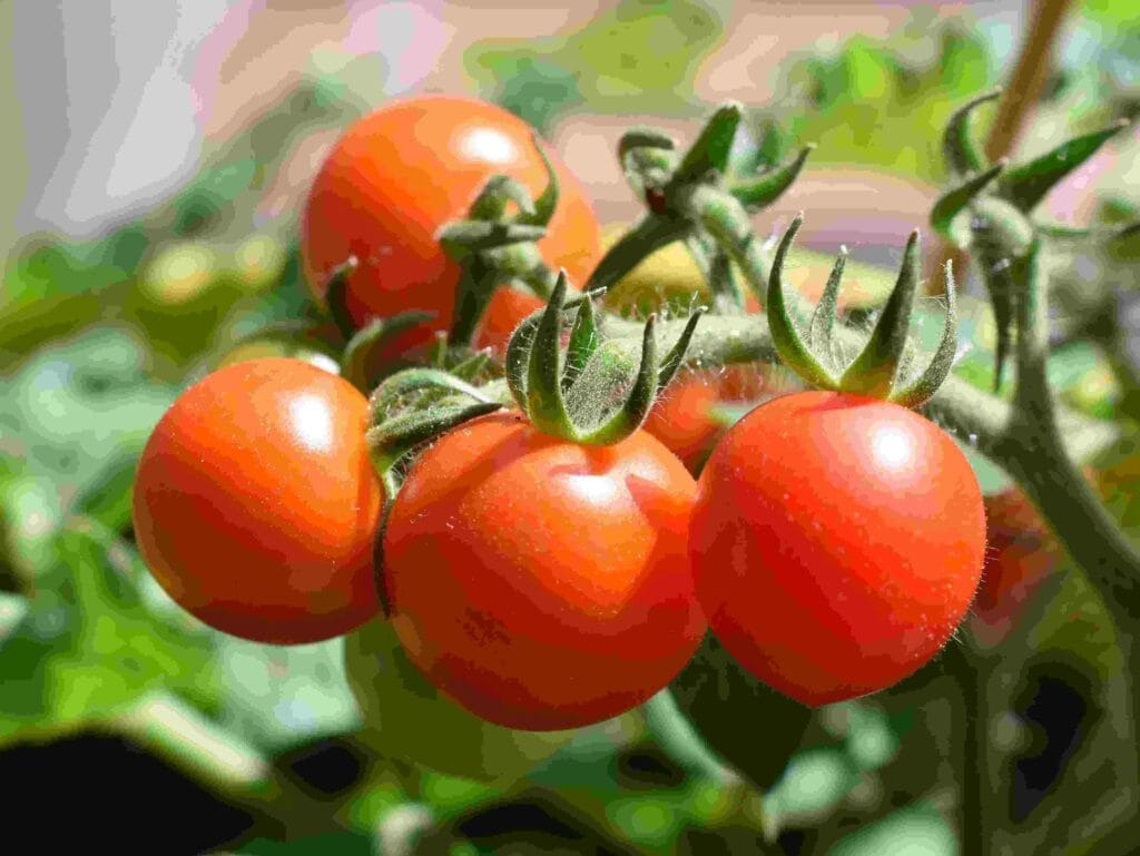 Galápagos Tomatoes Are Evolving in Reverse and Scientists Are Baffled 2 Galápagos Tomatoes