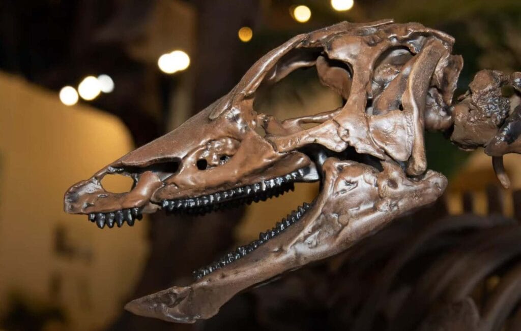 Labrador-Sized Dinosaur Unearthed in U.S. Sheds Light on Life 150 Million Years Ago 2 Labrador-Sized Dinosaur