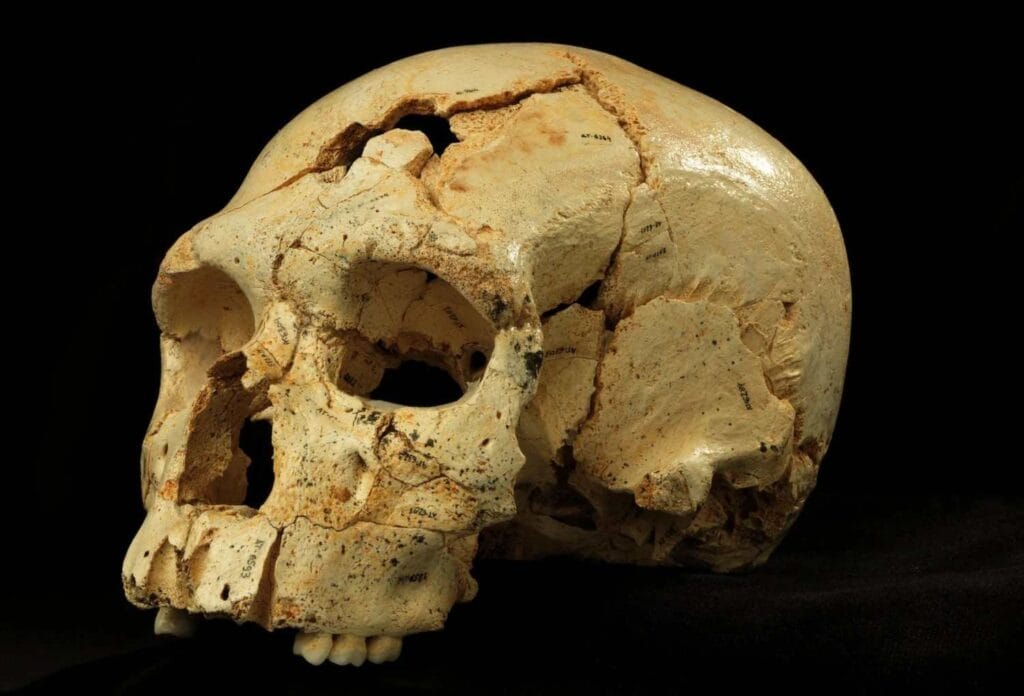 Neanderthal Bone Site in Germany Reveals Clues About Ancient Fat Processing 2 Neanderthal Bone