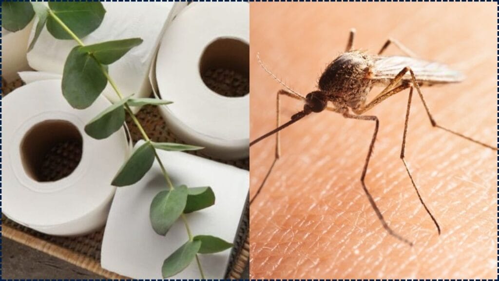 No More Bites! The Viral Toilet Paper Method to Get Rid of Mosquitoes Fast 1 The Viral Toilet Paper Method
