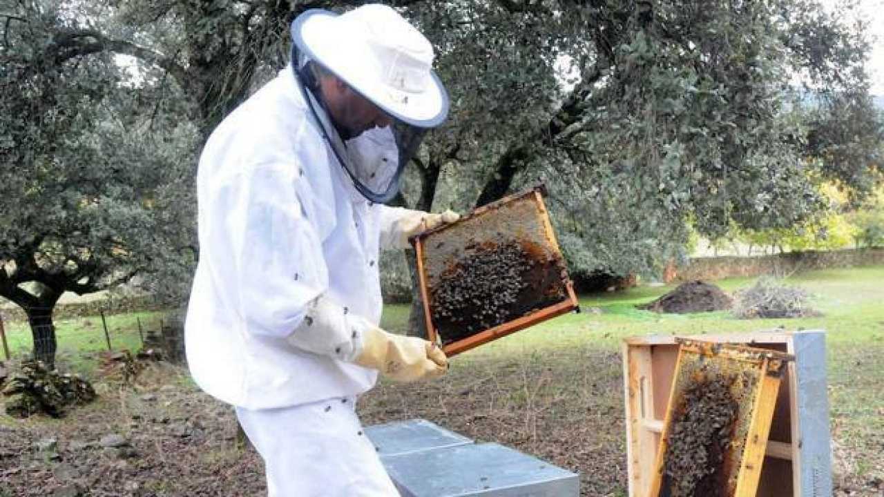 ¿Por Qué el Gobierno Apuesta 800.000€ a las Abejas de Las Hurdes