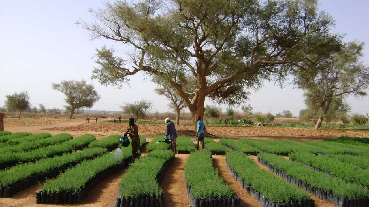 Compensar Emisiones Plantando Árboles Requeriría